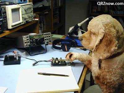 K9DOG using a straight key