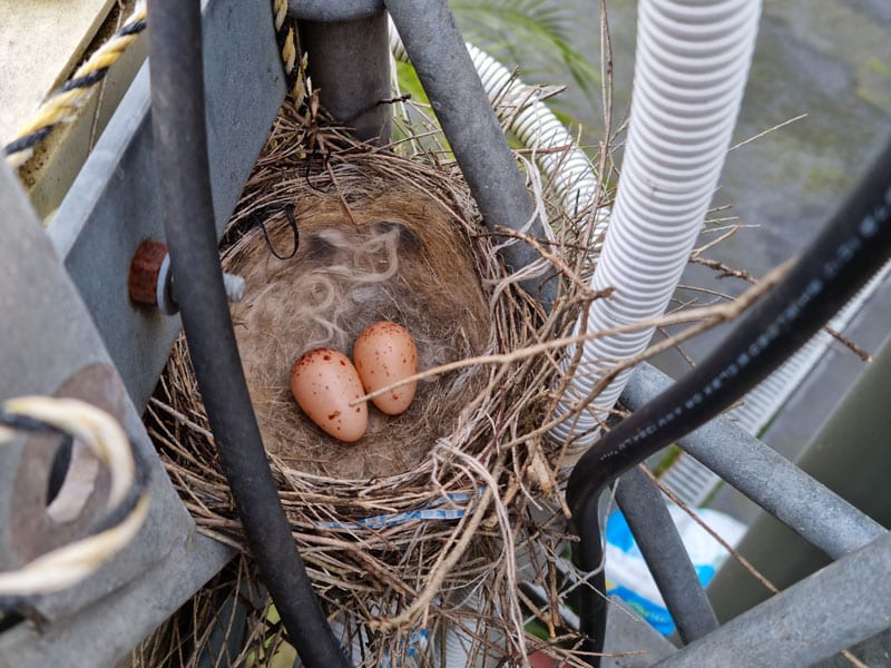 Eggs in birds nest in tower at VK3DRQ
