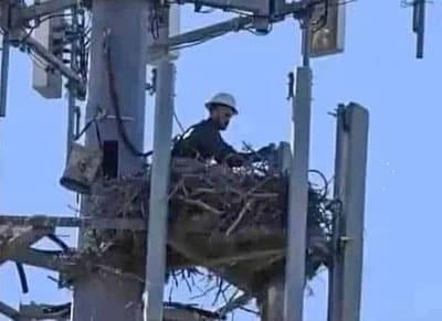 photo appears to show a helmeted technician sitting in a bird nest which is actually closer to the camera