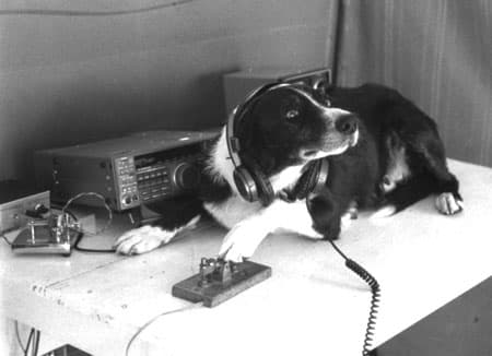 Photo of dog wearing headphones with paw on Morse key in front of ham radio